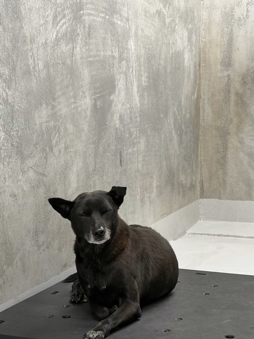 Black adult male mixed-breed dog, Large, shelter no. …5001