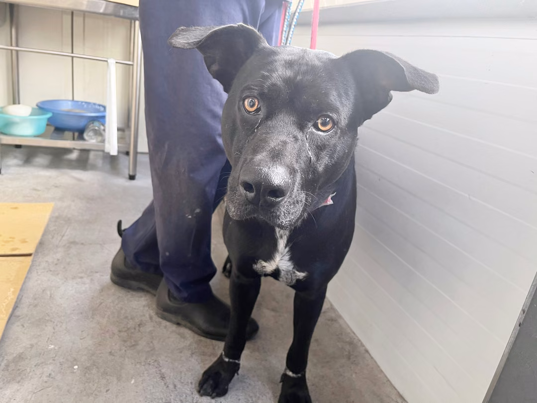 Black-and-white adult male mixed-breed dog, Medium, shelter no. …2303