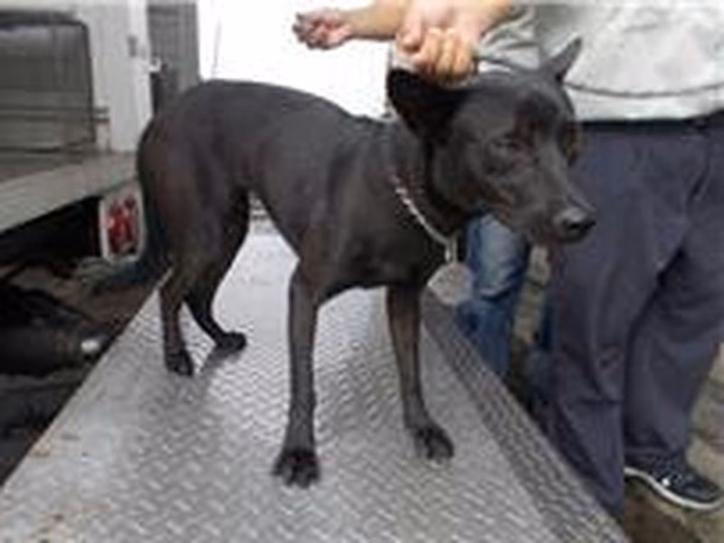 Black adult male mixed-breed dog, Medium, shelter no. …9257