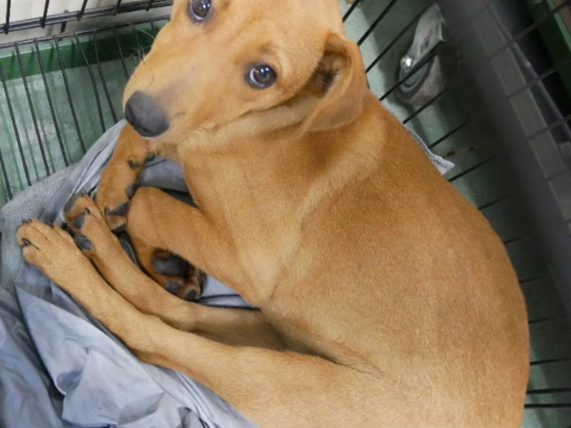 Tan adult female mixed-breed dog, Medium, shelter no. …7-11