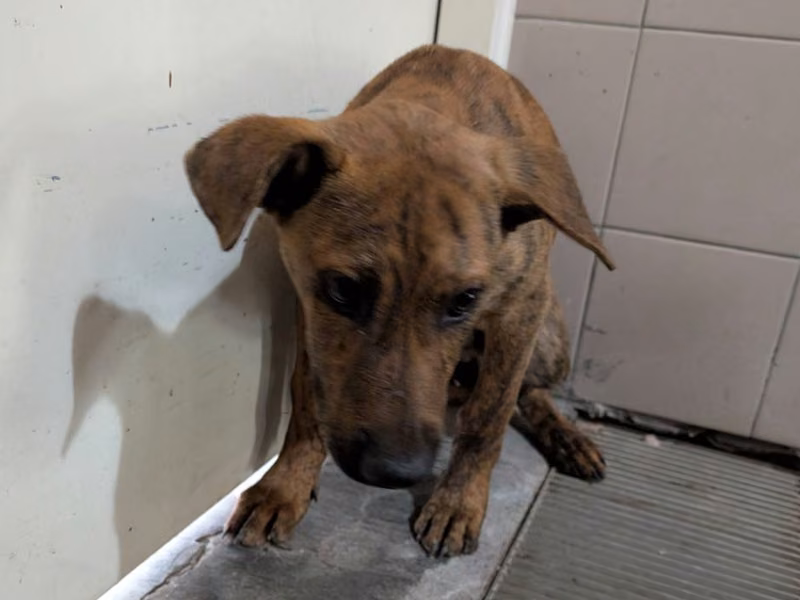 Tabby adult male mixed-breed dog, Large, shelter no. …2418