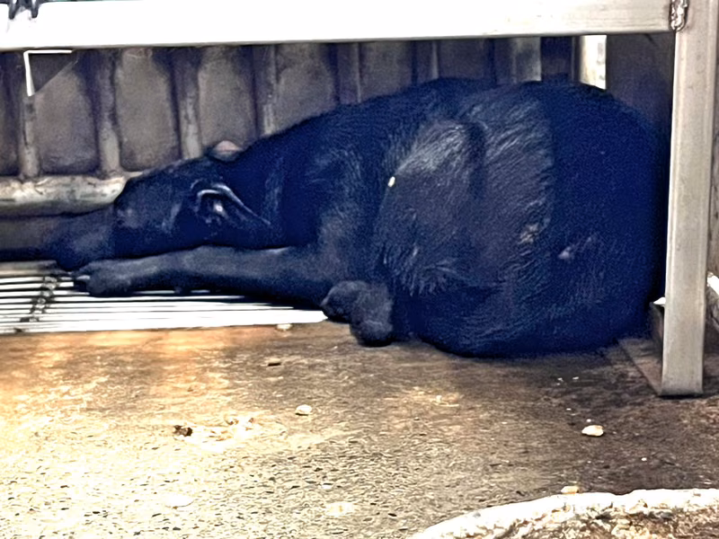 Black adult female mixed-breed dog, Medium, shelter no. …2002