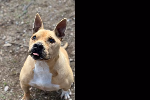Chipiron, Senior · Male · Medium · Mixed breed