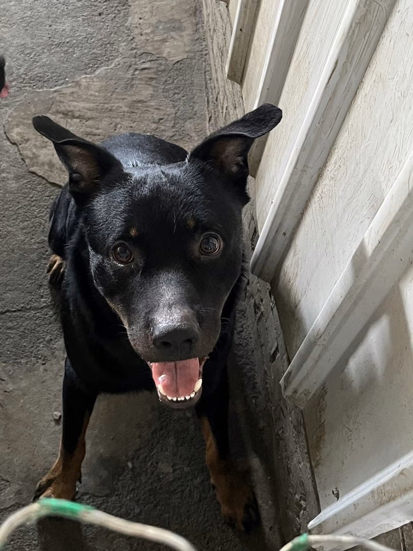 Black-and-tan adult male mixed-breed dog, Medium, shelter no. …8003