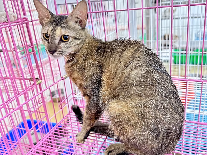 Tabby adult female mixed-breed cat, Large, shelter no. …4004
