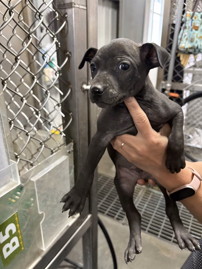 Black young female mixed-breed dog, Small, shelter no. …9005