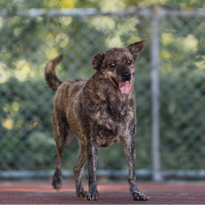 Tabby adult female mixed-breed dog, Medium, shelter no. …2106
