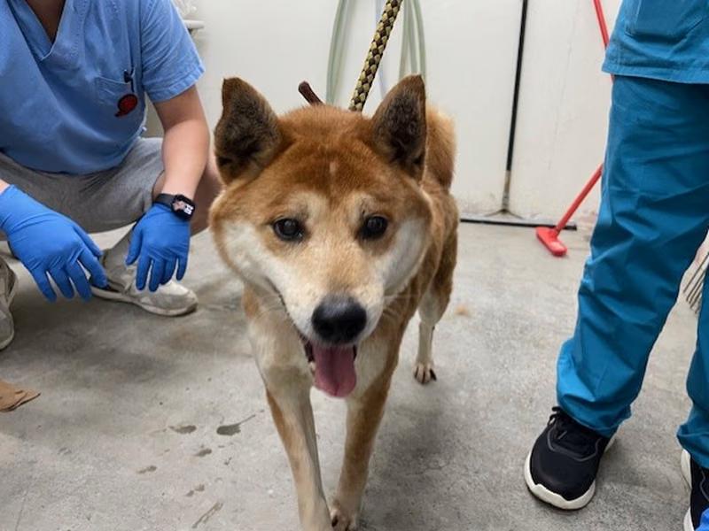 Tan adult male Shiba Inu, Medium, shelter no. …2402