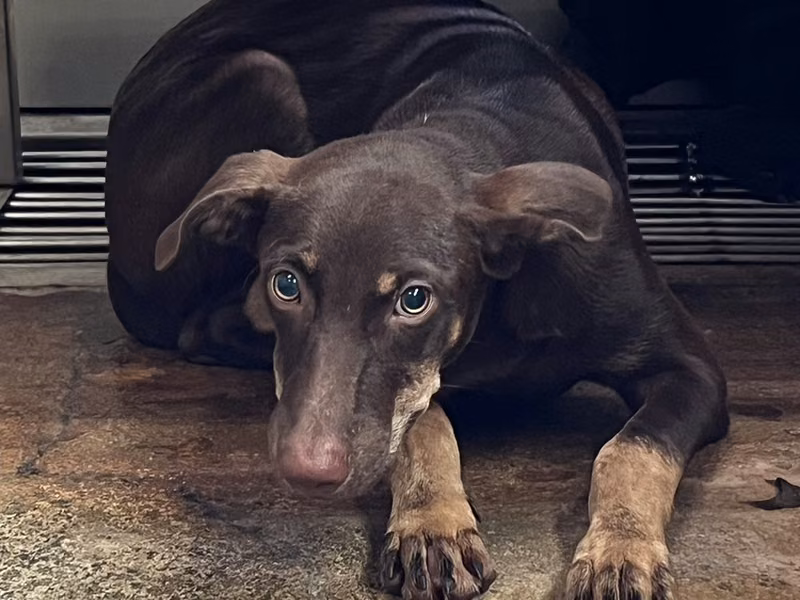 Brown adult male mixed-breed dog, Medium, shelter no. …9004