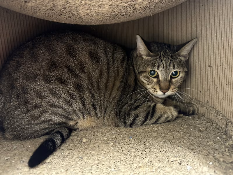 Tabby adult female mixed-breed cat, Medium, shelter no. …1003