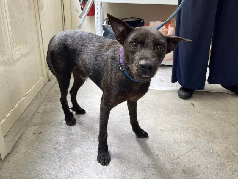 Black adult male mixed-breed dog, Medium, shelter no. …2002