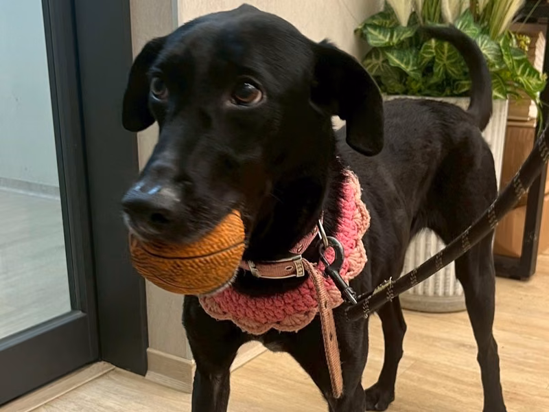 Black adult female mixed-breed dog, Medium, shelter no. …9002