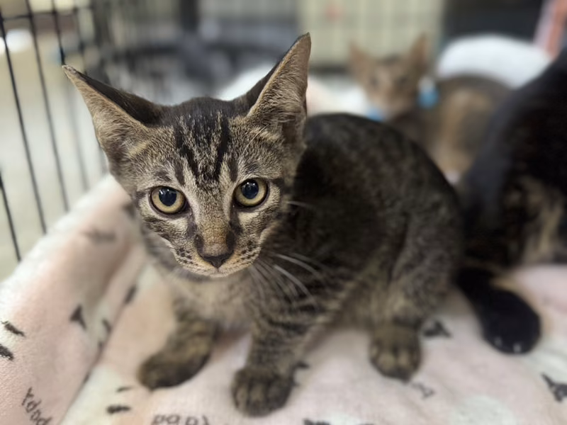 Tabby adult male mixed-breed cat, Medium, shelter no. …4002