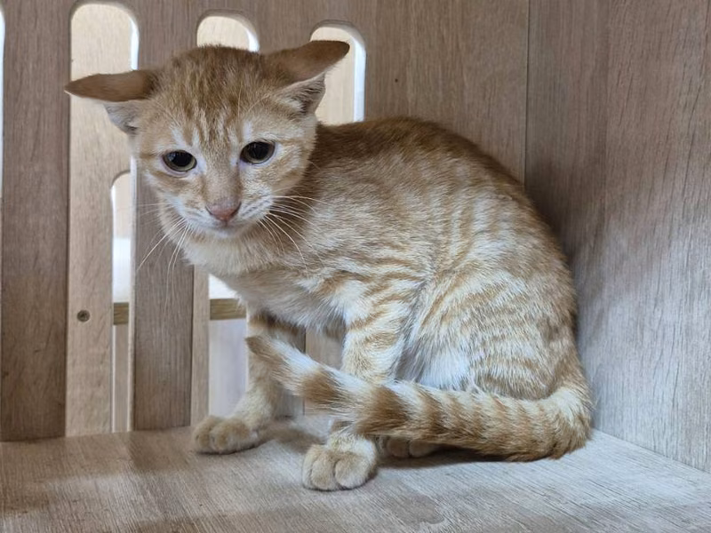 Orange tabby young female mixed-breed cat, Small, shelter no. …8005