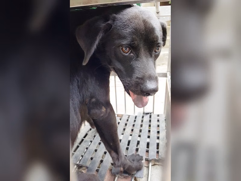 Black adult male mixed-breed dog, Medium, shelter no. …0002
