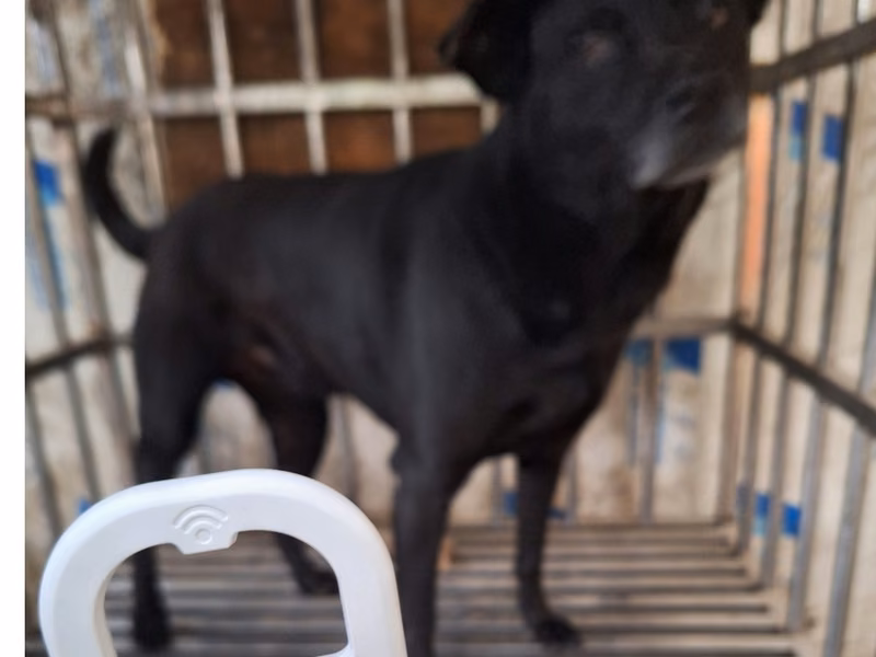 Black adult female mixed-breed dog, Large, shelter no. …040D