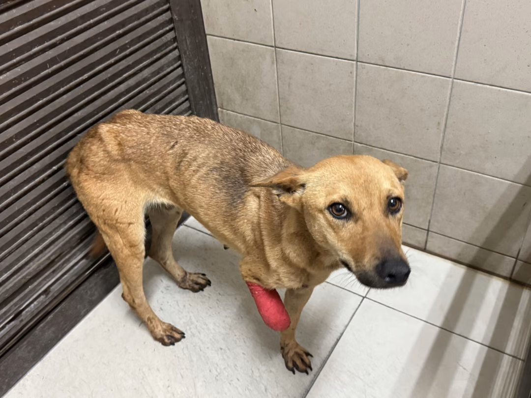 Tan adult female mixed-breed dog, Large, shelter no. …2614