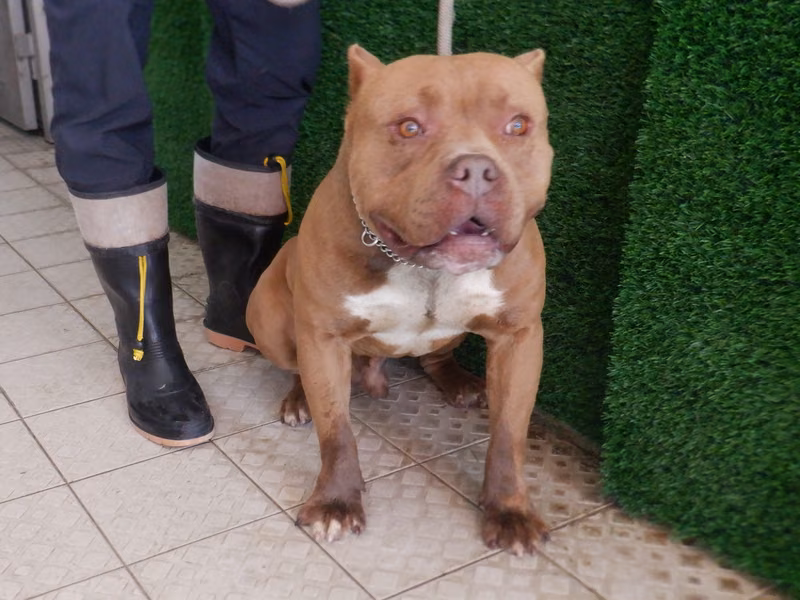 Brown adult male American Pit Bull Terrier, Medium, shelter no. …1811