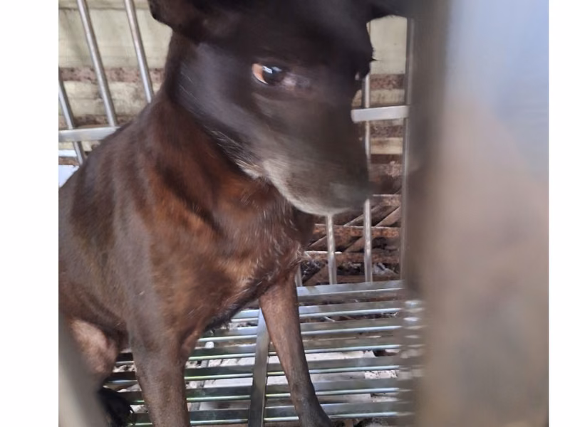 Black adult female mixed-breed dog, Large, shelter no. …047D