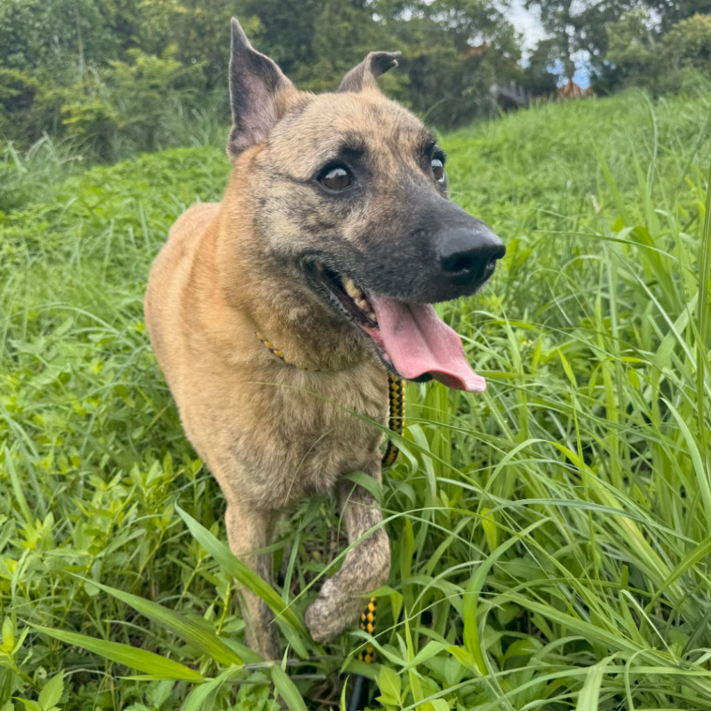 Tabby adult male mixed-breed dog, Large, shelter no. …0001