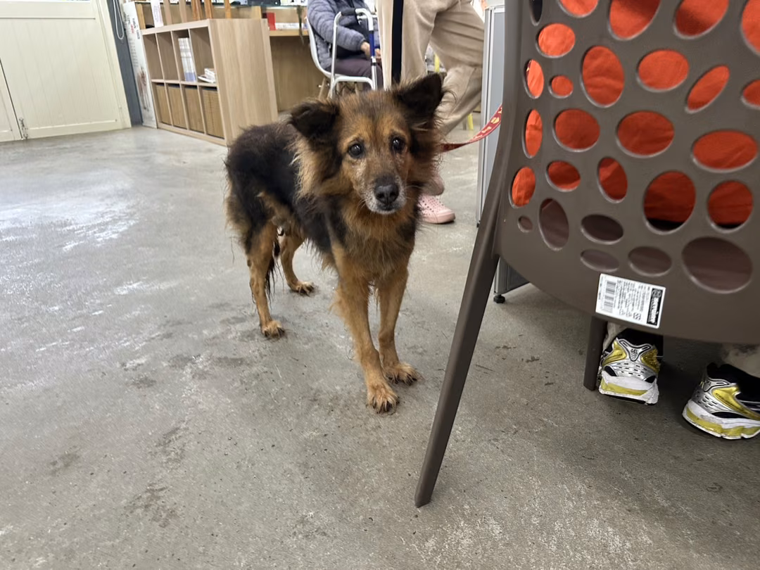 Black-and-brown adult female mixed-breed dog, Medium, shelter no. …0103