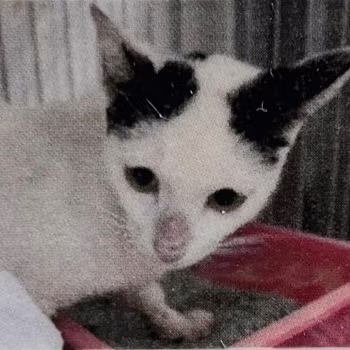 Black-and-white adult female mixed-breed cat, Large, shelter no. …0008