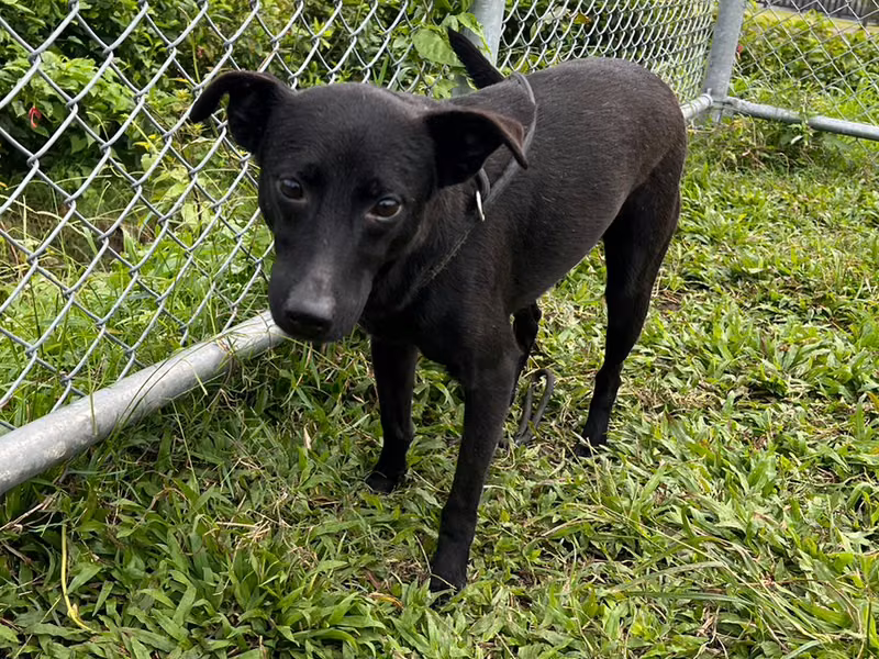Black adult male mixed-breed dog, Medium, shelter no. …1109