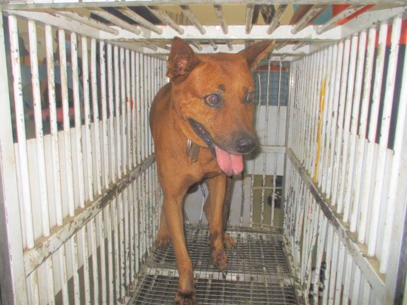 Tan adult male mixed-breed dog, Medium, shelter no. …5008