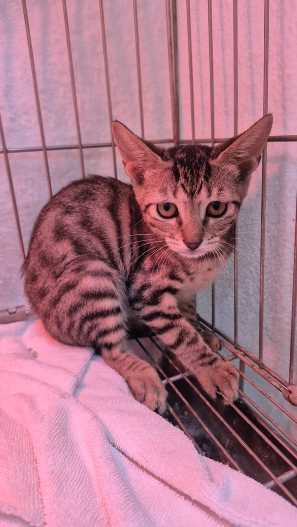 Tabby young female mixed-breed cat, Small, shelter no. …3003