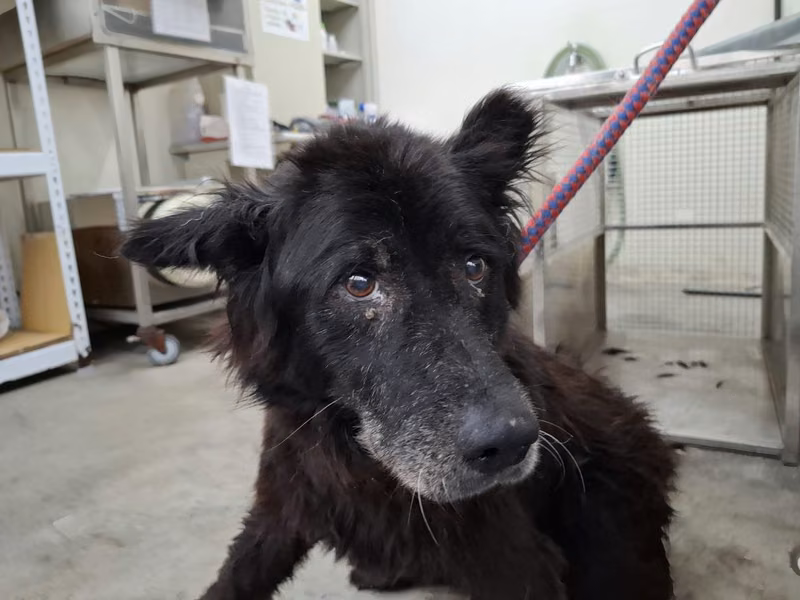 Black adult male mixed-breed dog, Medium, shelter no. …1102