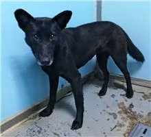 Black adult female mixed-breed dog, Medium, shelter no. …2402