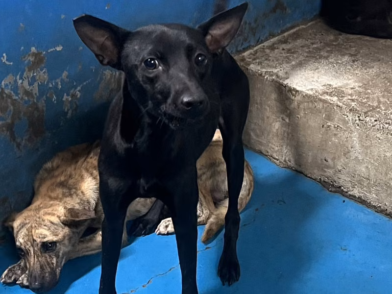 Black adult female mixed-breed dog, Large, shelter no. …6012
