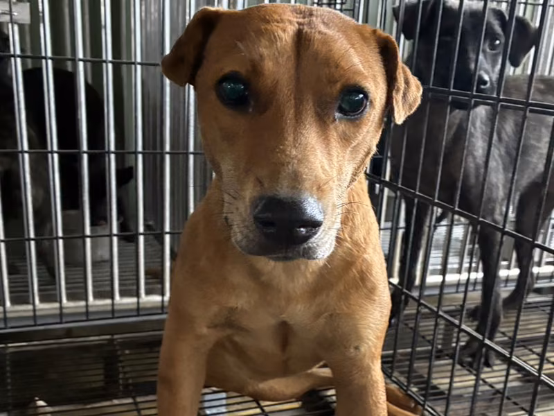 Tan adult female mixed-breed dog, Medium, shelter no. …0002