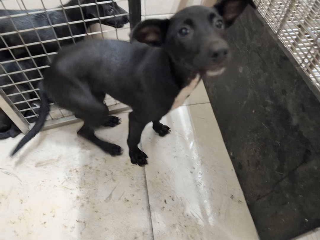 Black adult female mixed-breed dog, Large, shelter no. …0802