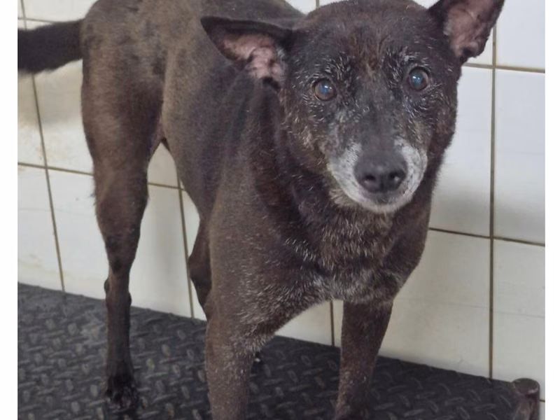 Black female mixed-breed dog, Small, shelter no. …2011