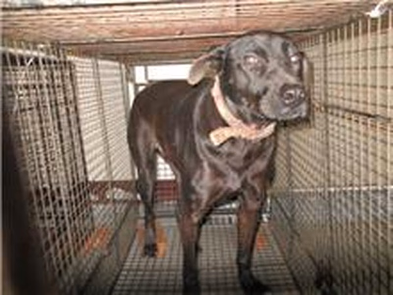 Black adult male mixed-breed dog, Medium, shelter no. …1022