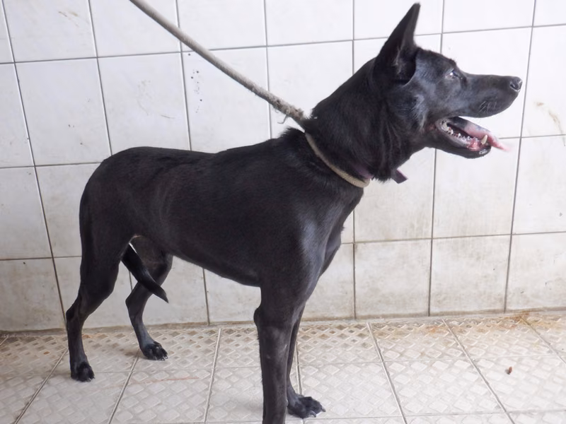 Black adult female mixed-breed dog, Medium, shelter no. …4816