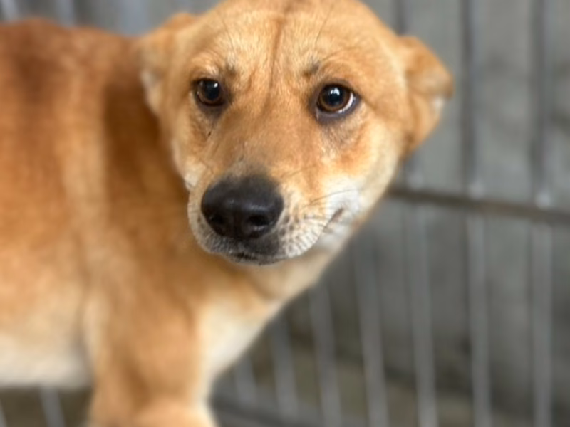 Tan adult female mixed-breed dog, Medium, shelter no. …3023