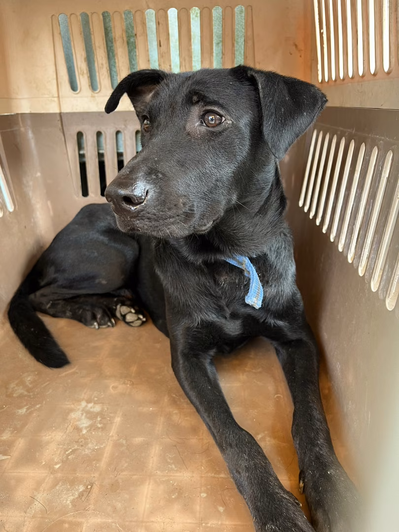 Black adult male mixed-breed dog, Medium, shelter no. …8003