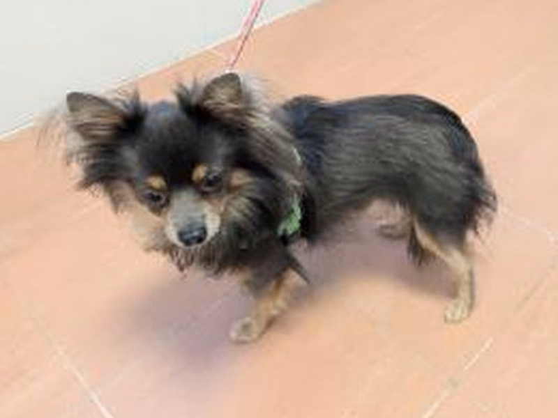 Gray-and-brown adult male Chihuahua, shelter no. …3958