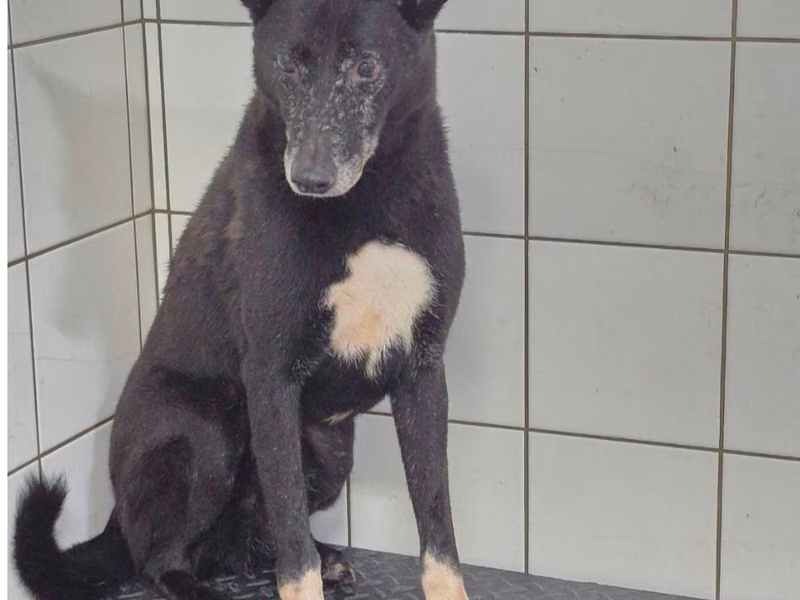 Black adult male mixed-breed dog, Medium, shelter no. …0306