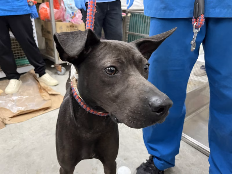 Black adult male mixed-breed dog, Medium, shelter no. …0305