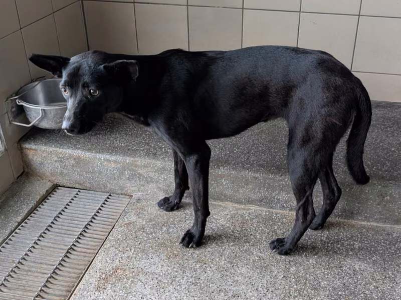 Black adult female mixed-breed dog, Large, shelter no. …2903