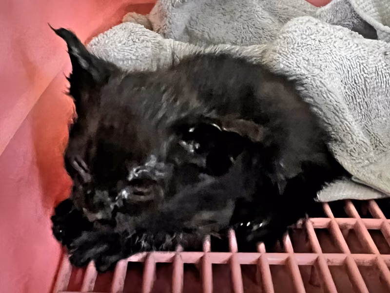 Black young mixed-breed cat, Small, shelter no. …1005