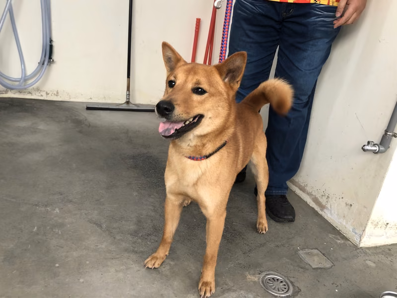 Tan adult male mixed-breed dog, Medium, shelter no. …1307
