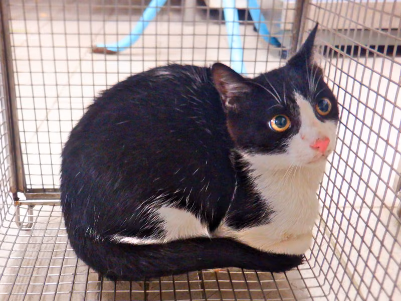 Black-and-white adult male mixed-breed cat, Small, shelter no. …25C6