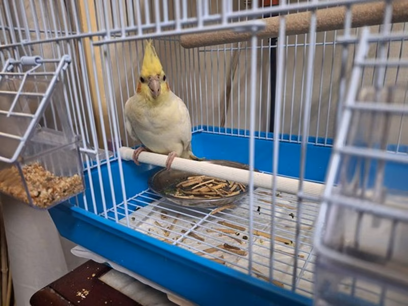 Tan-and-white adult 玄鳳鸚鵡, Medium, shelter no. …005B
