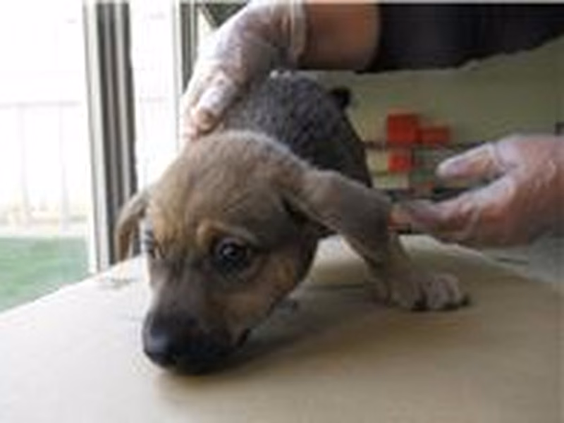 Black-and-brown young male mixed-breed dog, Small, shelter no. …0007
