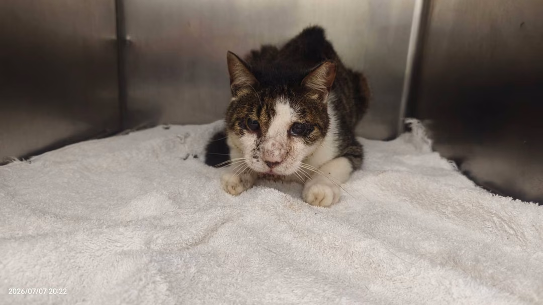 Tabby-and-white adult male mixed-breed cat, Small, shelter no. …0801
