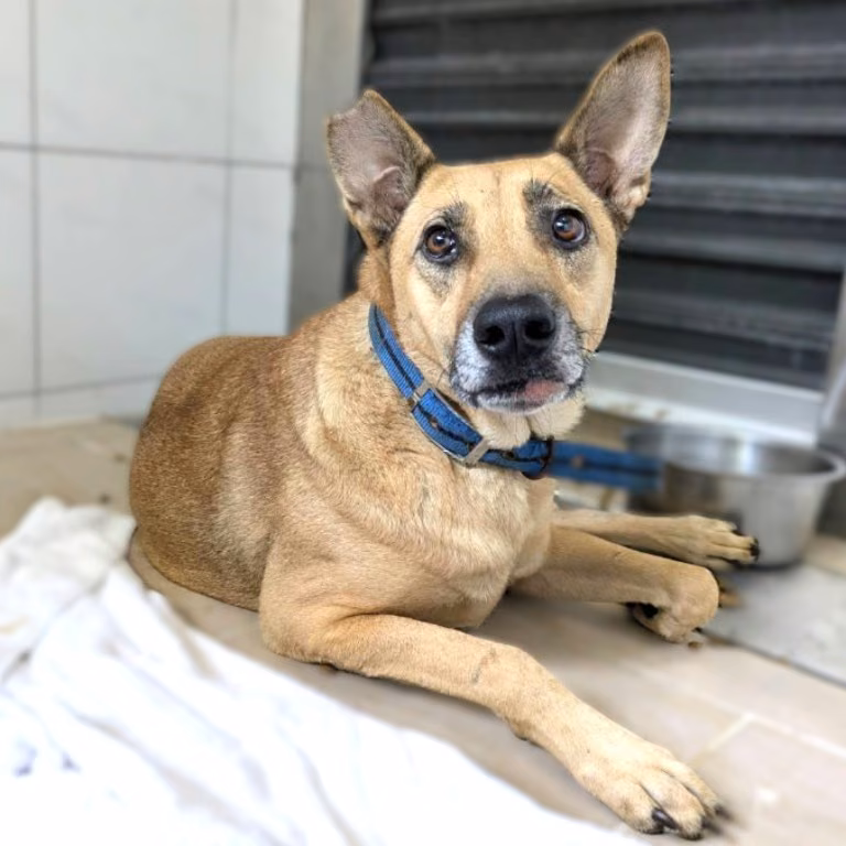 Tan adult female mixed-breed dog, Medium, shelter no. …5002